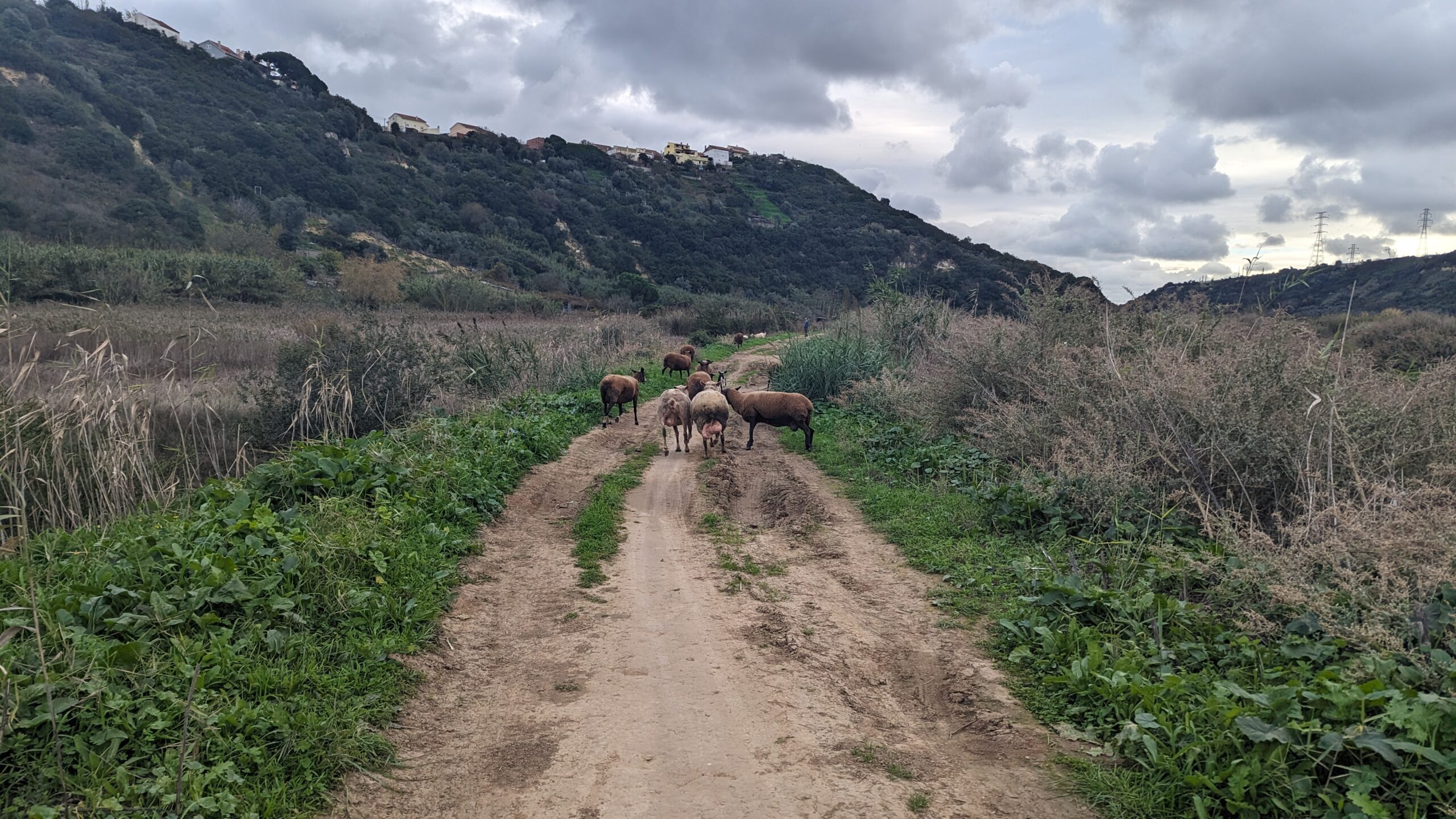 Photo du chemin de Fatima avec un petite troupeau qui bloque le chemin.